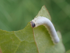 Monophadnus spinolae