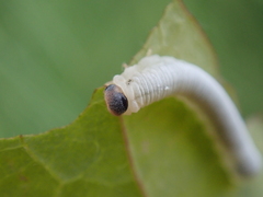 Monophadnus spinolae