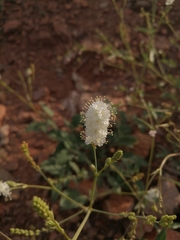 Boerhavia xantii