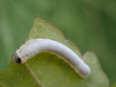 Monophadnus spinolae