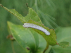 Monophadnus spinolae