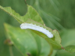 Monophadnus spinolae