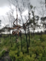 Argiope florida