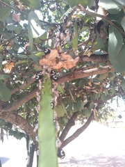 Membracis foliatafasciata