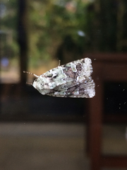 Lacinipolia laudabilis