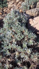Astragalus arnacantha