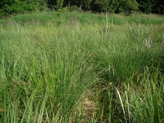 Carex elata