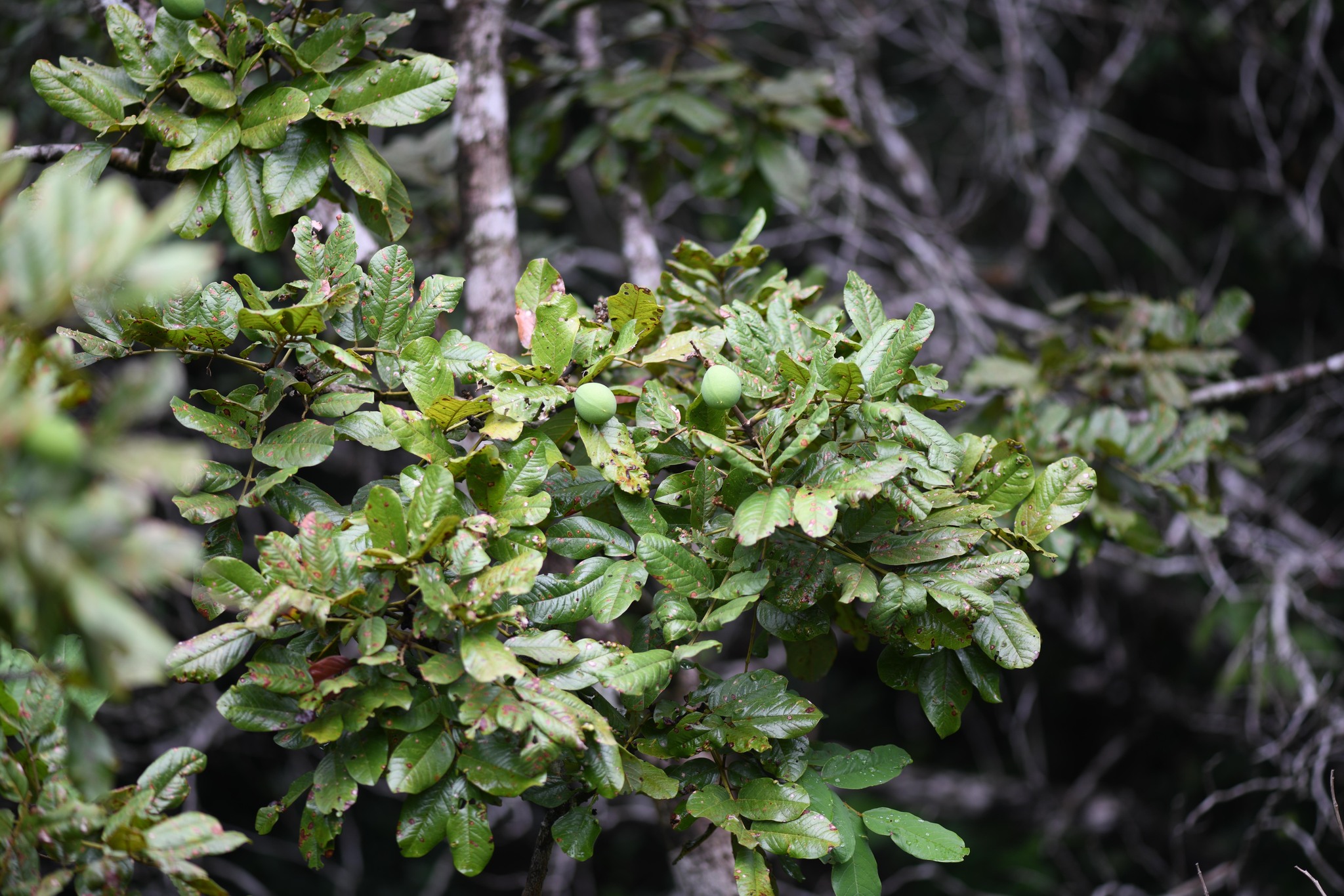 Imagem de Paricá
