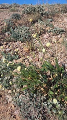 Cephalaria coriacea