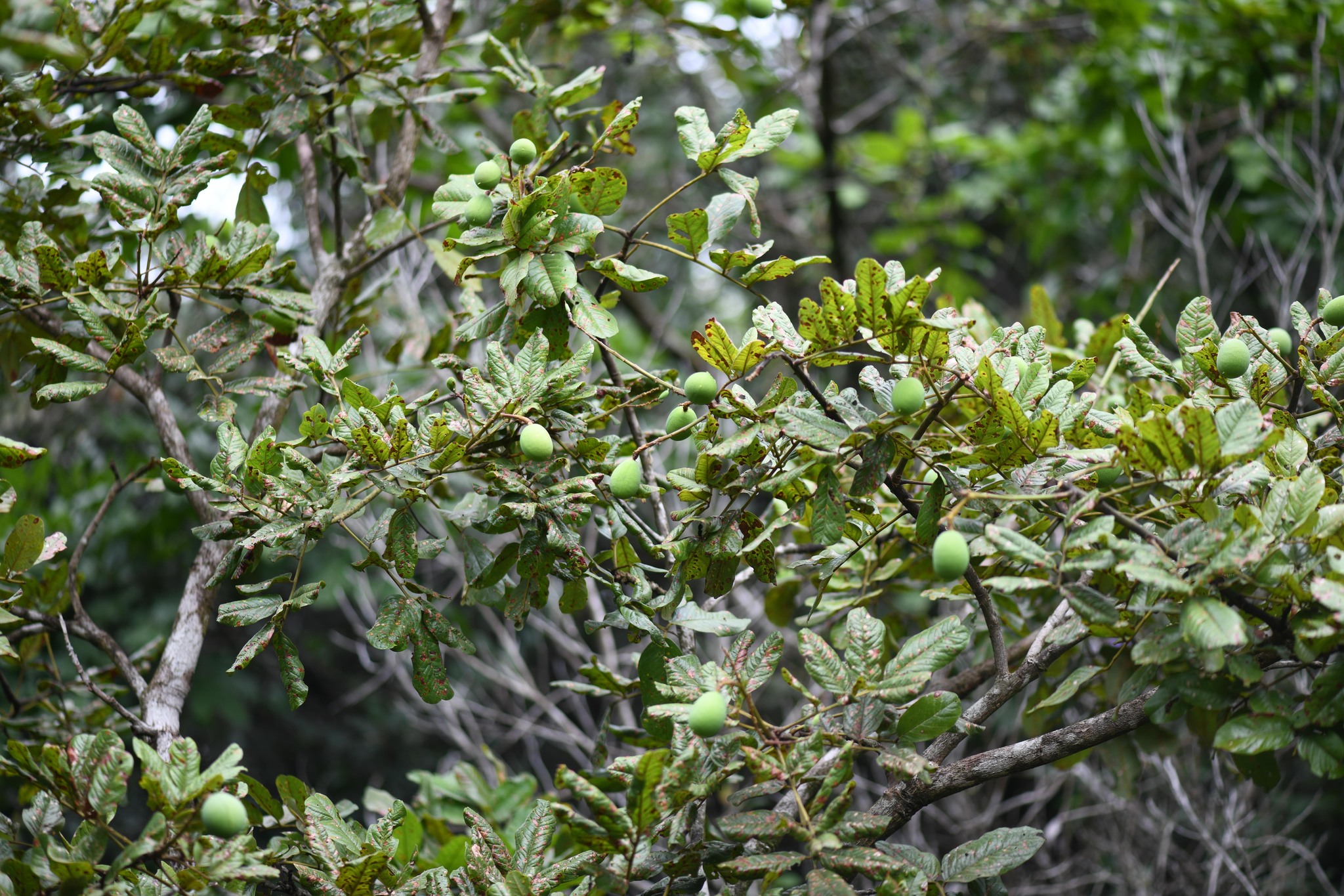 Imagem de Paricá