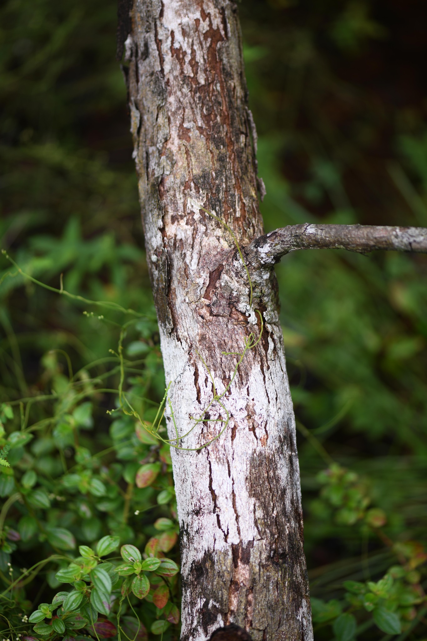 Imagem de Paricá