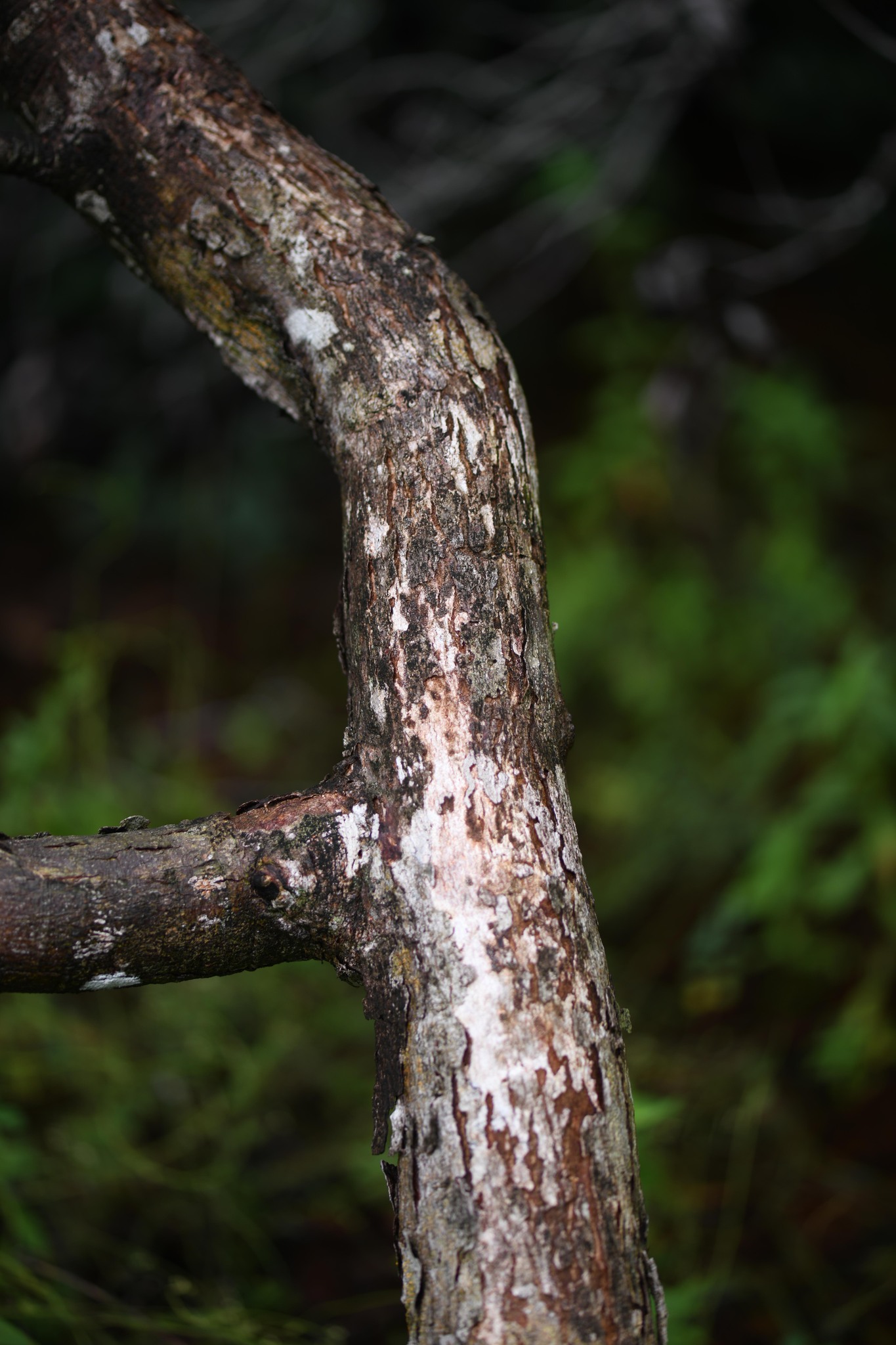 Imagem de Paricá