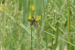 Lycus sanguinipennis