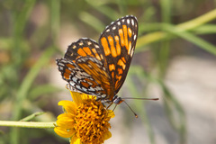 Chlosyne definita