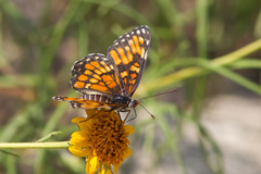 Chlosyne definita