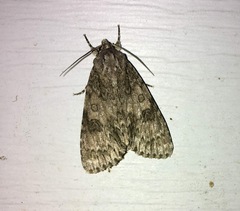 Acronicta rubricoma