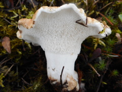 Phellodon fuligineoalbus