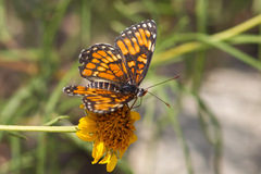 Chlosyne definita