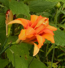 Hemerocallis fulva kwanso