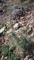 Seseli gummiferum