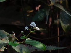 Persicaria chinensis