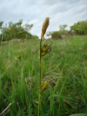 Carex michelii