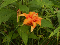 Hemerocallis fulva kwanso