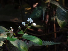 Persicaria chinensis