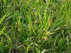 Carex michelii