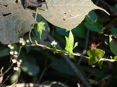 Persicaria chinensis