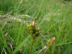 Carex michelii