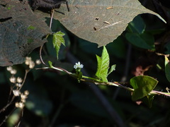 Persicaria chinensis