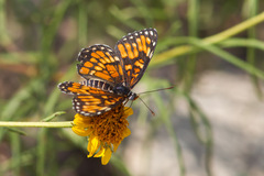 Chlosyne definita