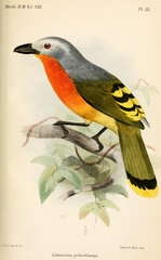 Fiery-Breasted Bushshrike photo 4