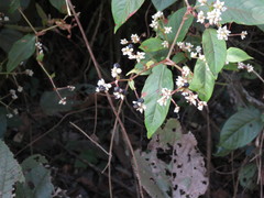 Persicaria chinensis