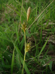 Carex michelii