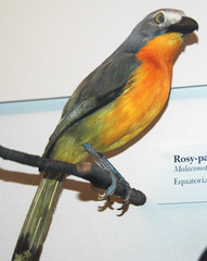 Fiery-Breasted Bushshrike photo 3
