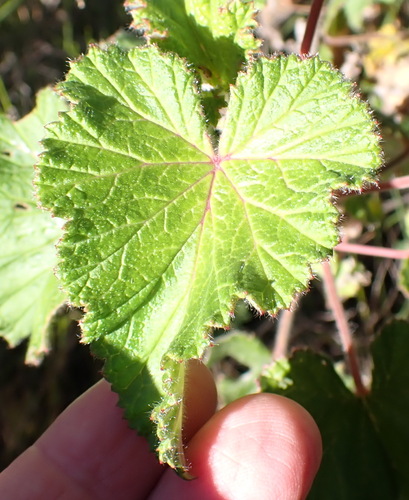 Image of Pelargonium cordifolium by (c) Nicola van Berkel, some rights reserved (CC BY-SA)