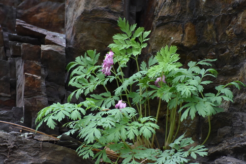 Dicentra eximia