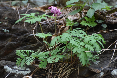 Dicentra eximia