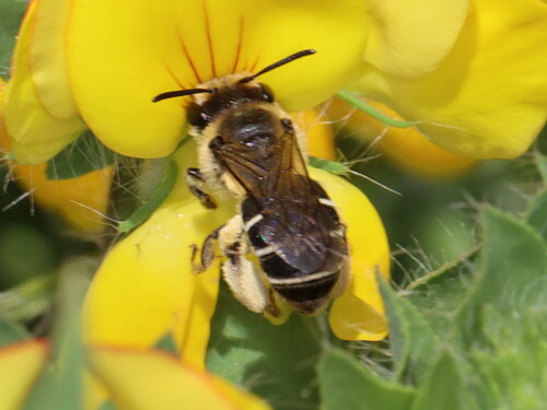 Small Gose Mining Bee
