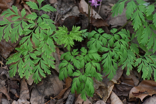 Image of Fringed Bleeding Heart (Dicentra eximia) by (c) Ryan Watson, some rights reserved (CC BY)