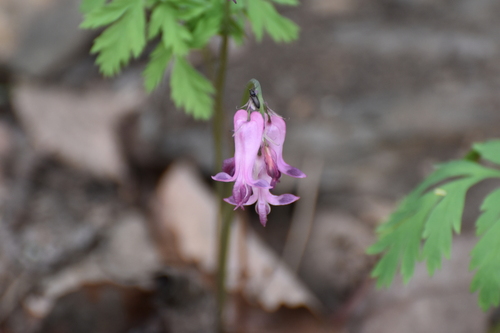 Dicentra eximia