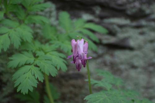 Image of Dicentra eximia by (c) Ryan Watson, some rights reserved (CC BY)