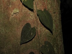 Anthurium clidemioides