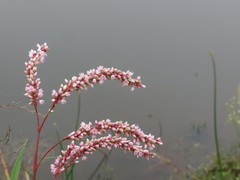 Persicaria glabra
