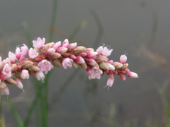 Persicaria glabra