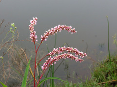 Persicaria glabra