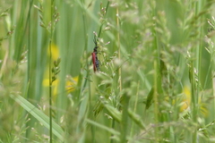 Lycus sanguinipennis