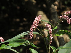 Persicaria glabra